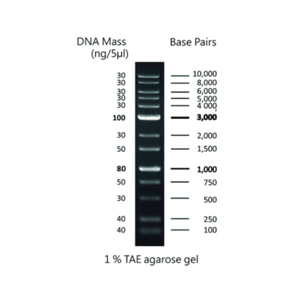 DNA Markers for Gel Electrophoresis